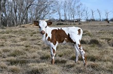 Gypsy's Catch Heifer 2026