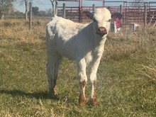 Rockin Bold Lady Heifer 2025