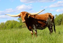 HL Pure Country 