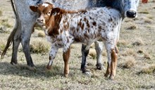 Touch of Caliber Bull Calf 2025