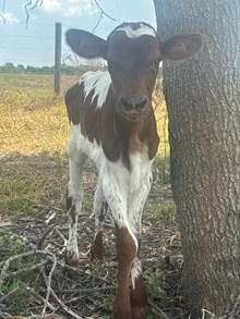 HBR Delilah Hefier Calf
