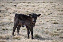 RD Lucky Lady Heifer 2026