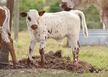 CR Lil Butterbean Bull Calf