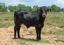 Barbed Wire Bull Calf
