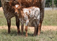 Bella Pia Bull Calf