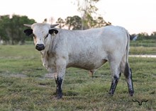 Marshals Blue Sapphire Bull Calf 12/24