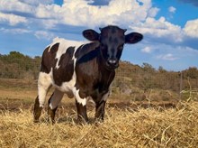 Sweet Stella 003 heifer calf