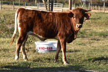 20/20 Idyllic Heifer Calf