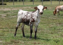 CR Sweet Action Heifer Calf