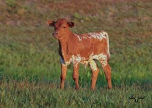 Cookies N Cream Bull Calf
