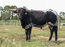 Cowgirl Matinee Bull