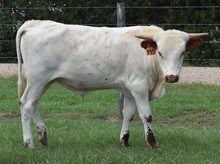 RJF Outside Kat X Vindicator - B Calf - Tag 935