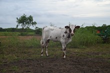 Rowdy's Royal Heifer Calf