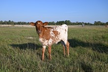RD Texas Queen