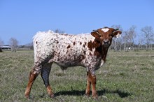 HBR Delilah Bull Calf