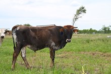 CR Guns N Roses Bull Calf