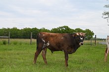 CR Just Essential Bull Calf