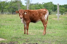 Pixie Belle Heifer Calf