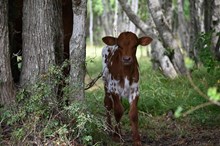 Red Hot Cimmamon Bull Calf