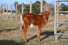 Guns N Roses Bull Calf 2025