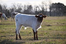Lady Memory Bull Calf 2025