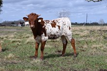 RD Texas Queen Heifer Calf
