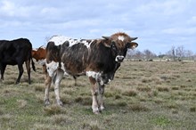 RD Lady Belle Bull Calf