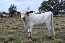 Rockin Bold Lady Heifer 2025