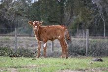 Roses Texas Blossom Heifer 2026