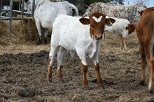 Lady Memory Bull Calf 2025