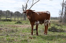 Cookies N Cream Bull Calf