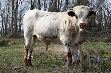 CR Lil Butterbean Bull Calf