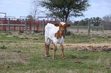 Vinny's Lucky Star Heifer 2026