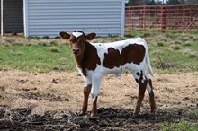 Cadillac Hopes Heifer 2026