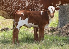 Dauntless Wildflower Heifer Calf
