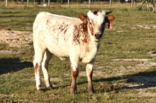 LTL Ginger Snap Heifer Calf