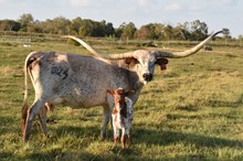 Touch of Caliber Bull Calf 2025