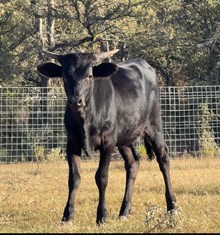 J -R Heaven’s Grace