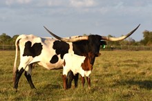 Ariana's Whimsey Bull Calf 2025