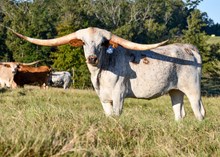 Fen - Wac Double Trouble 