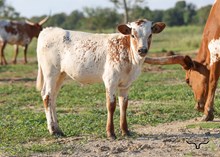 LTL Ginger Snap Heifer Calf