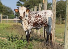 Gypsy's Catch Heifer Calf