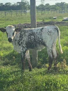 Gypsy's Catch Heifer Calf