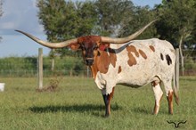 HBR Delilah