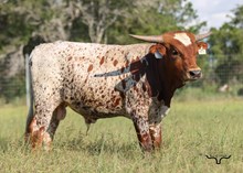 HBR Delilah Bull Calf