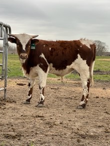 RD Texas Ranger
