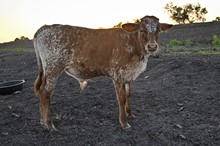 ML Pixie Belle Bull Calf