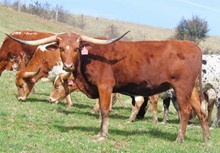 LTL DOUBLE DOTTIE 802