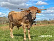 JH Kellyann Bull Calf (Grumpy)