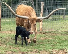 BL Dayton Dancer Bull Calf
